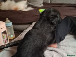 Bouvier des Flandres honden Boefjes - Advertentie 5