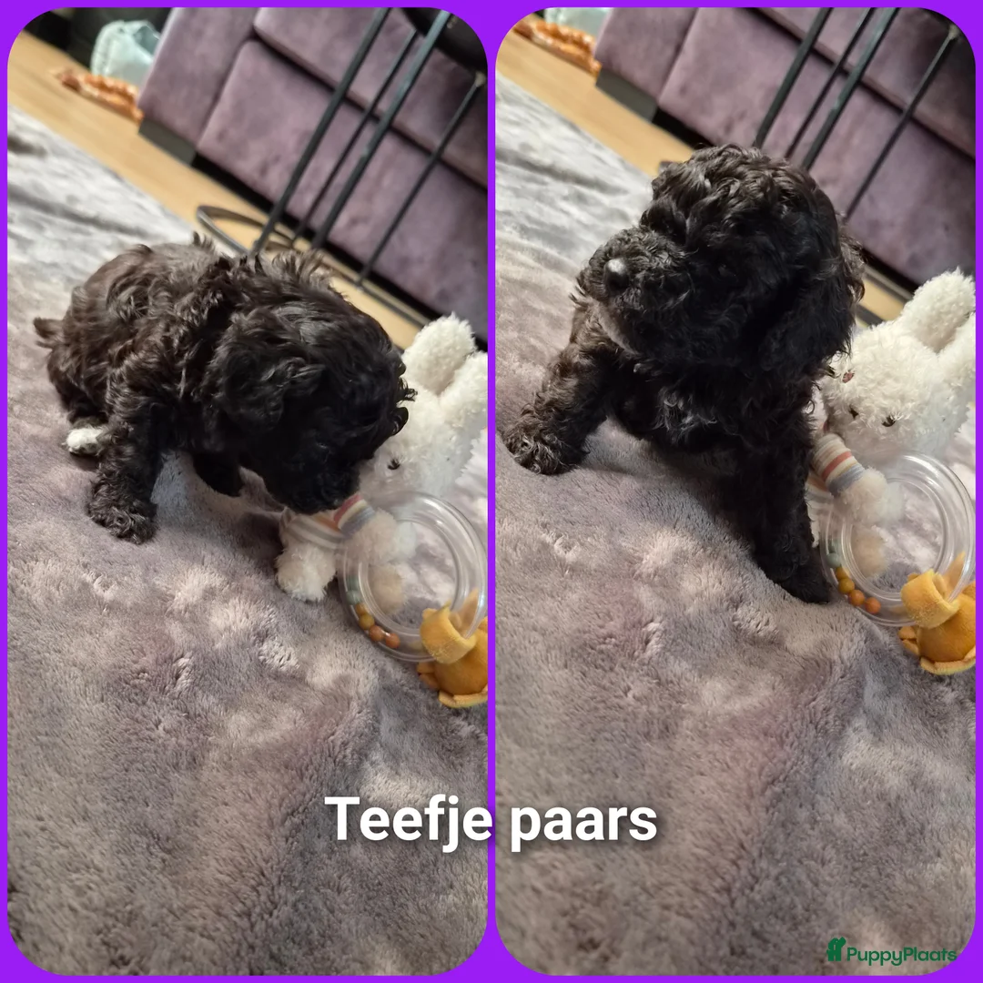 Poedel Toy honden te koop: Toypoedel x kleine Dwerg pups in Nijmegen - Advertentie 2