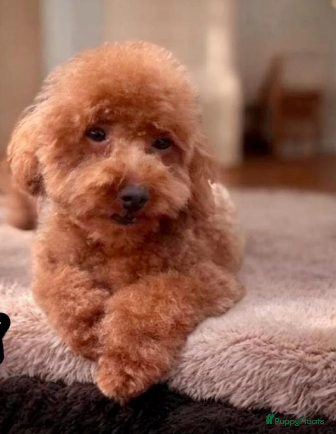 Poedel Toy honden te koop: Ieniemienie teefje 🌸💜 - Advertentie 21