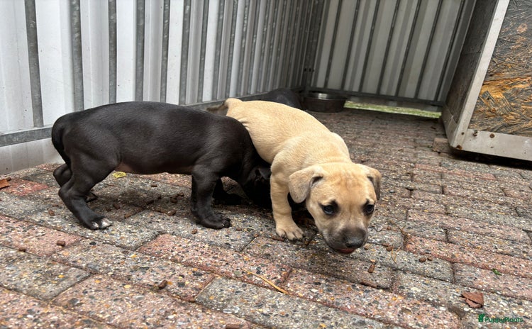 American Staffordshire Terriër honden Am. Pitbull terrier pups - Advertentie 2