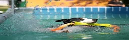 Kruising honden ter dekking: Sportieve reu zoekt passende teef in Zoetermeer - Advertentie 7