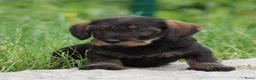 Ruwhaar Teckel honden te koop: Teckel pups ruwhaar - Advertentie 8