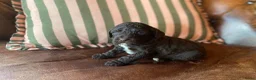 Kruising honden te koop: MINI x Medium labradoodle pups 🤎🖤 - Advertentie 9