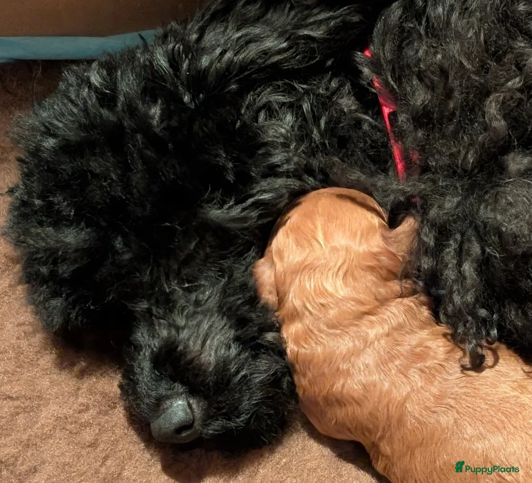 Poedel Toy honden te koop: Toypoedel puppies  - Advertentie 6