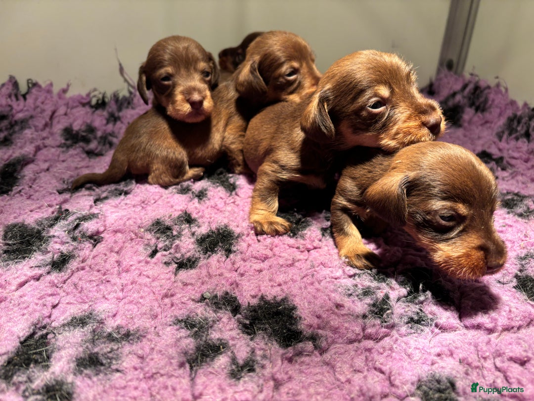 Ruwhaar Teckel honden te koop: Prachtige choco kleurige dwerg/kaninchen teckels - Advertentie 2