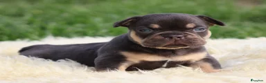 Franse Bulldog Puppy 3
