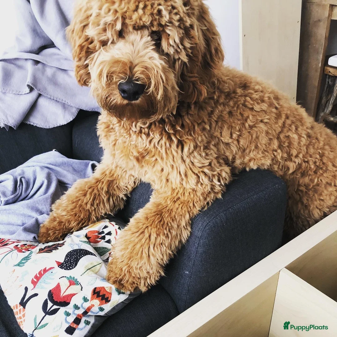 Labradoodle honden ter dekking: KNAPPE AUSTRALIAN LABRADOODLE DEKREU PUK in Breda - Advertentie 4