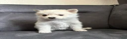 Pomsky honden te koop: Pomeriaan pomsky pups - Advertentie 17