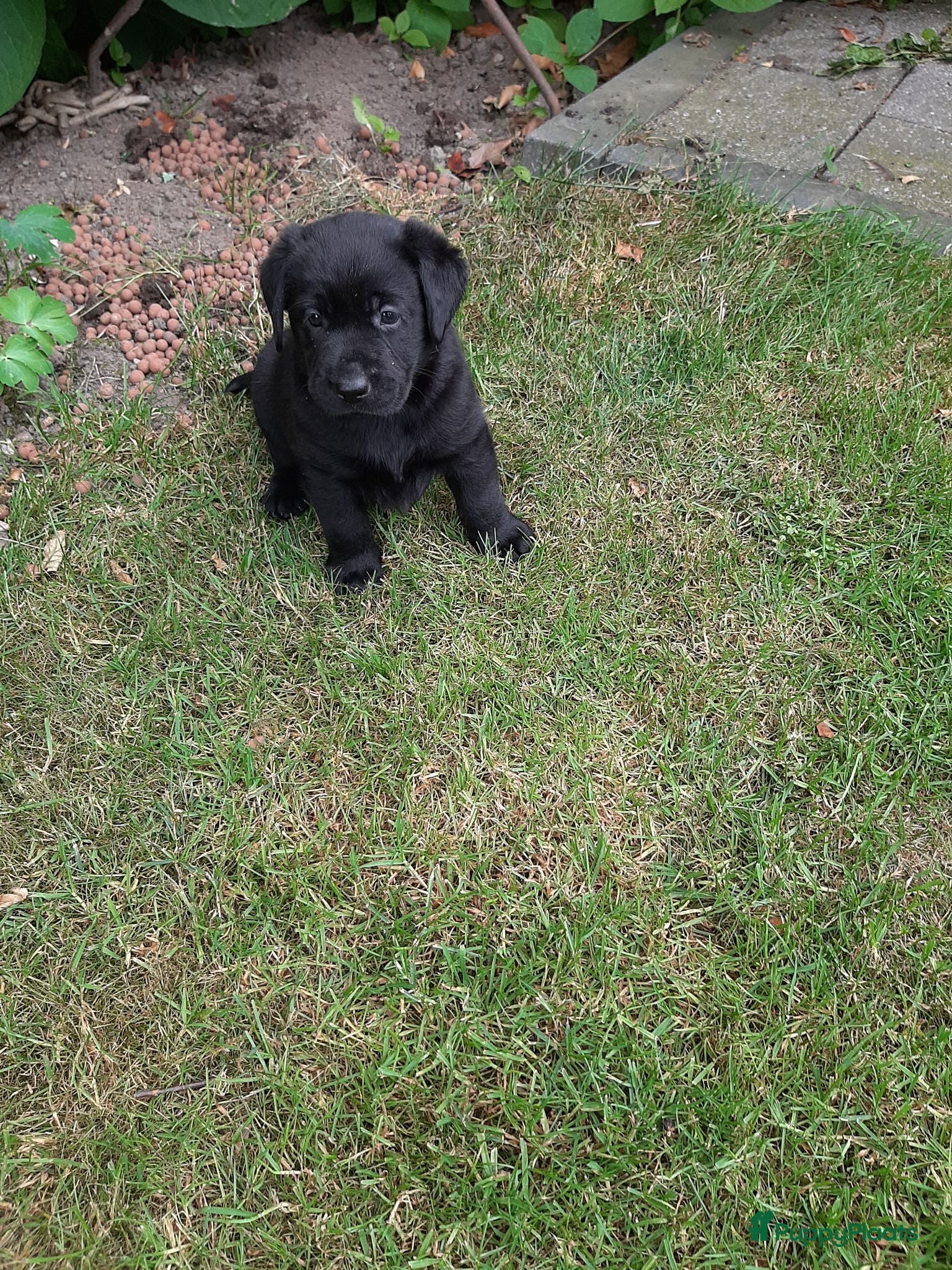 Labrador Retriever honden Labrador pups - Advertentie 2