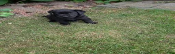 Labrador Retriever honden te koop: Labrador pups - Advertentie 2