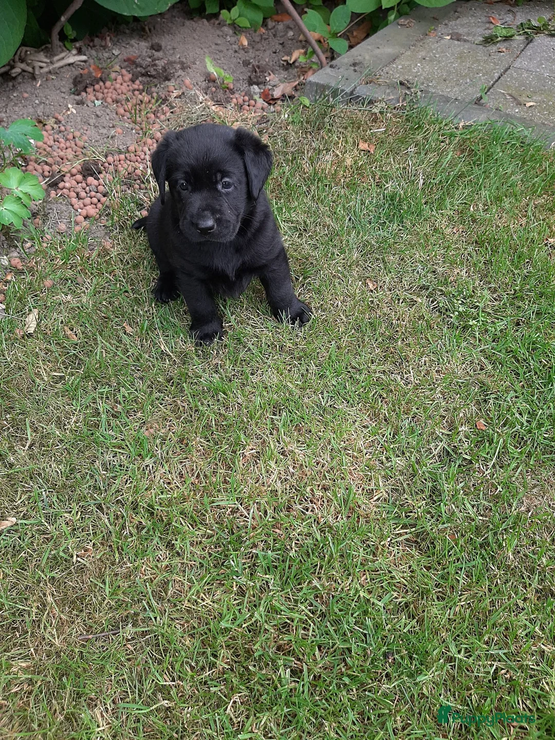 Labrador Retriever honden te koop: Labrador pups - Advertentie 2