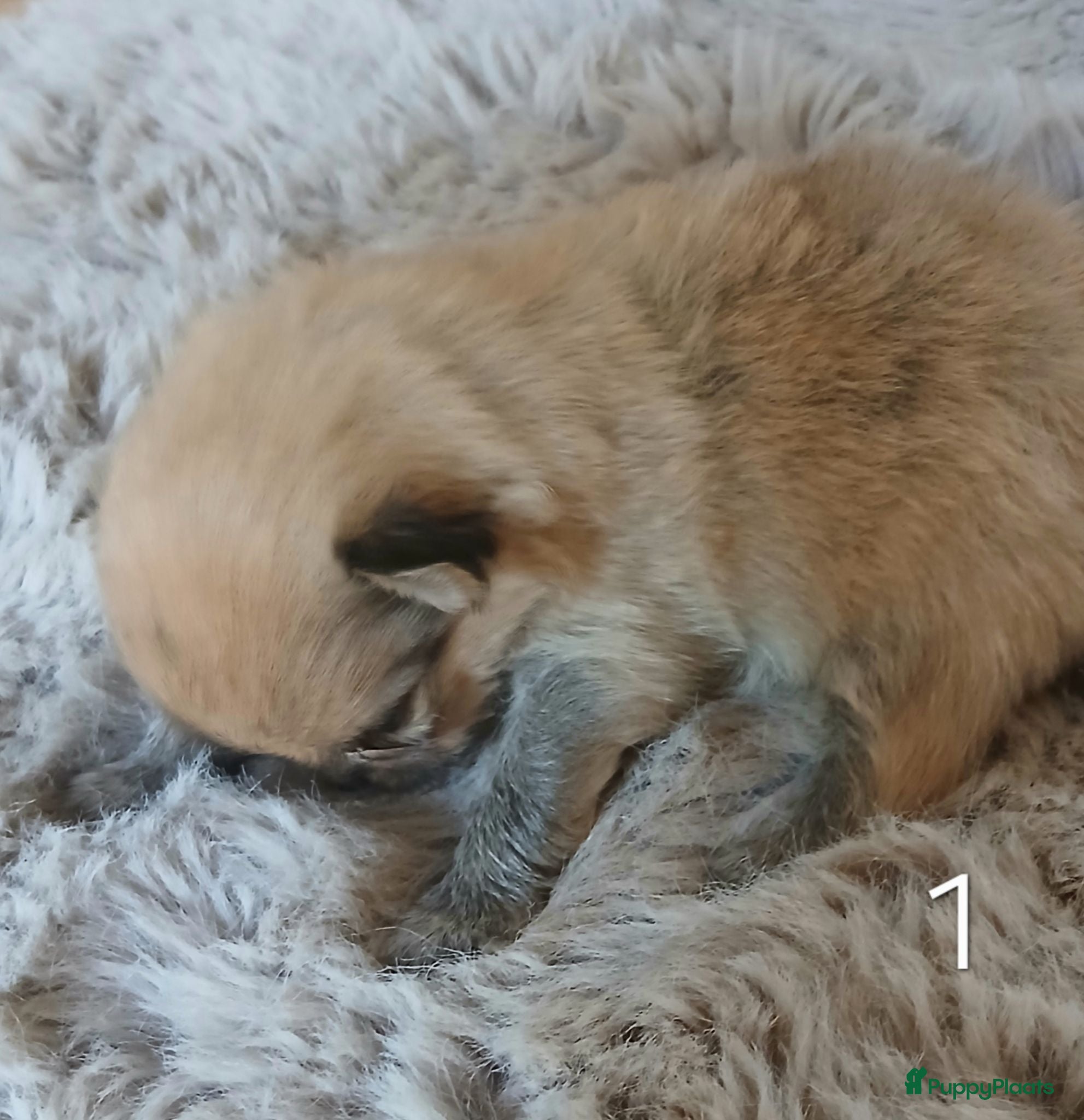 Pomchi honden Te koop - prachtige pomeriaan pups - Advertentie 1