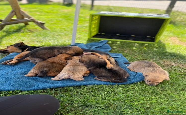 Pomeriaan honden - Advertentie 10