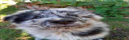 Kruising honden te koop: Corgi kruising x australian shepherd x pups - Advertentie 13