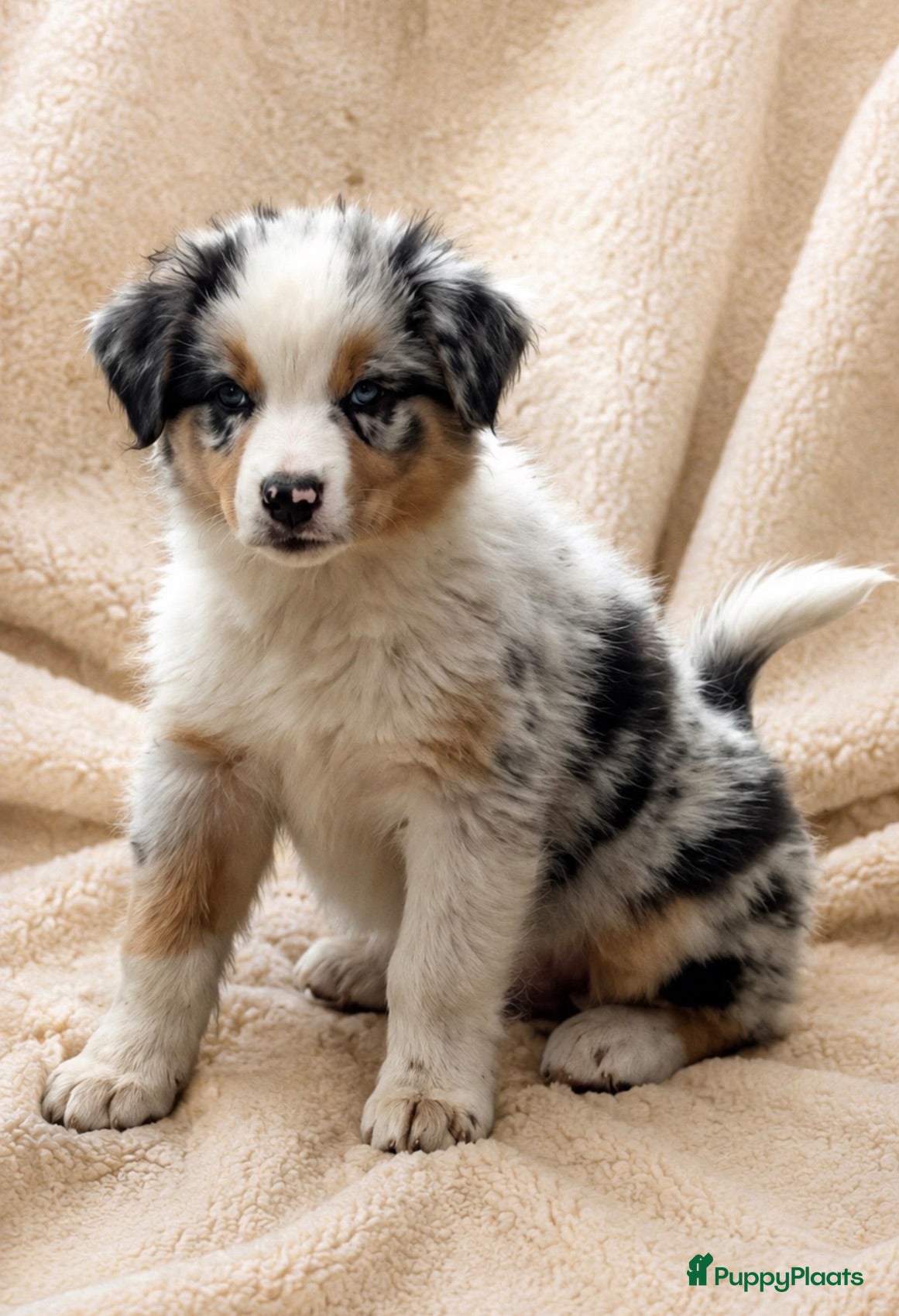 Australian Shepherd honden Aussies pups zoeken een gouden mandje  - Advertentie 1