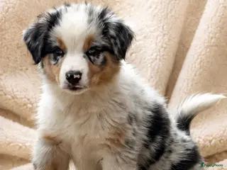 Australian Shepherd honden Aussies pups zoeken een gouden mandje - Advertentie 2