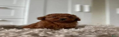 Poedel Toy 1