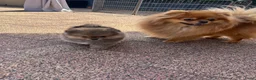 Pomeriaan honden te koop: Pomeriaan puppy’s  - Advertentie 10