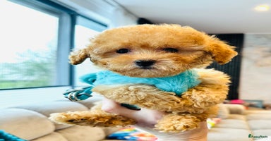 Maltipoo honden - Advertentie 9