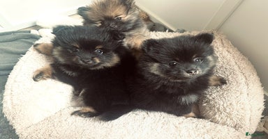 Pomeriaan honden Pomeriaan pup teefjes - Advertentie 6