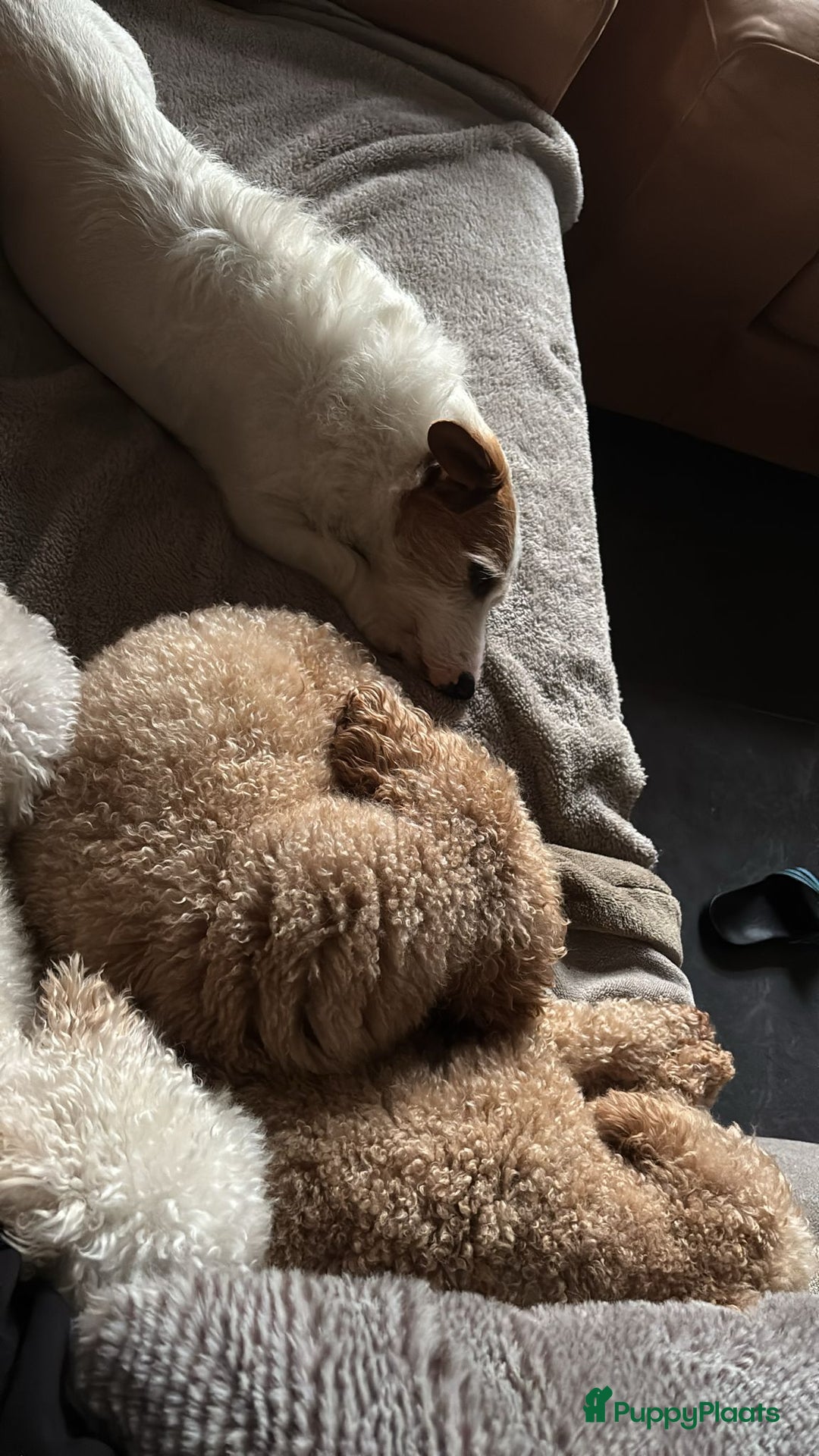 Poedel Toy honden te koop: Toypoedels verwacht - Advertentie 12