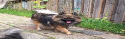 Pomeriaan honden ter dekking: Thor 🩵 Pomeranian / dwergkees dekreu - Advertentie 6