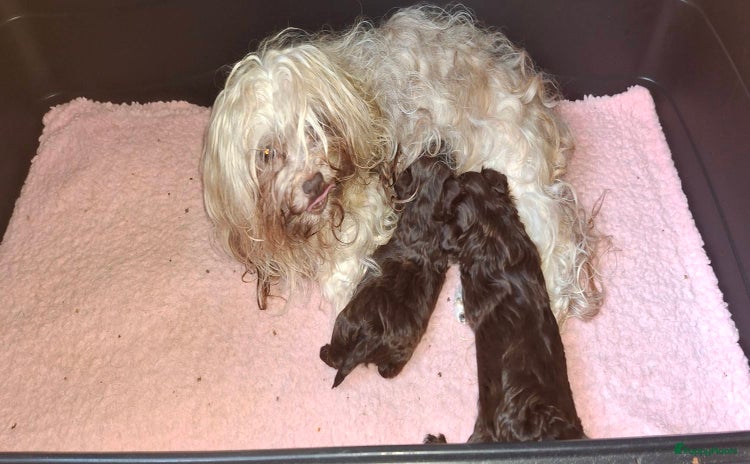 Bolonka Zwetna honden Bolonka pups - Advertentie 1