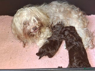 Bolonka Zwetna honden Bolonka pups - Advertentie 2