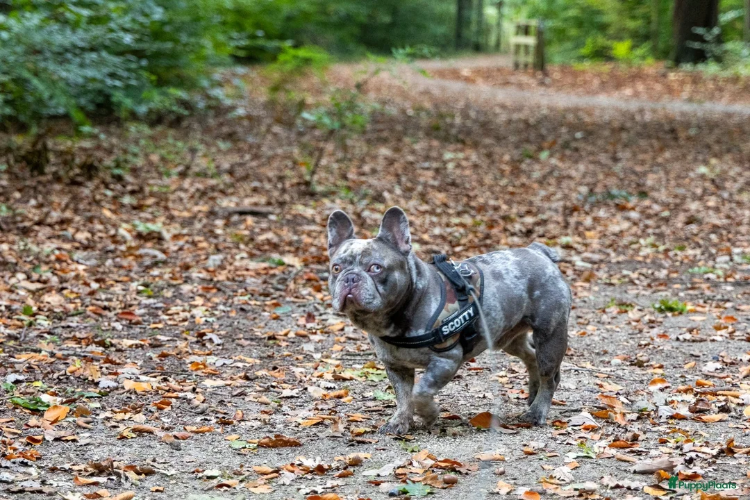 Franse Bulldog honden te koop: Nestaankondiging  - Advertentie 5