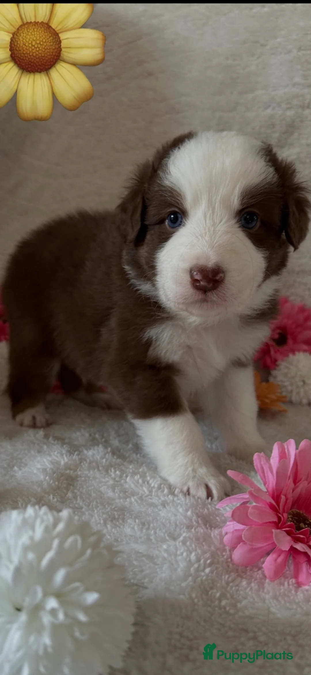 Australian Shepherd honden te koop: Australian Shepherd pups  in Zutphen - Advertentie 2