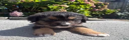 Australian Shepherd honden te koop: Lieve Australian Shepherd pups - Advertentie 5