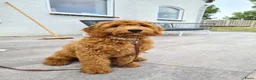 Goldendoodle honden ter dekking: Exclusieve Dekreu Beschikbaar – Milo - Advertentie 8