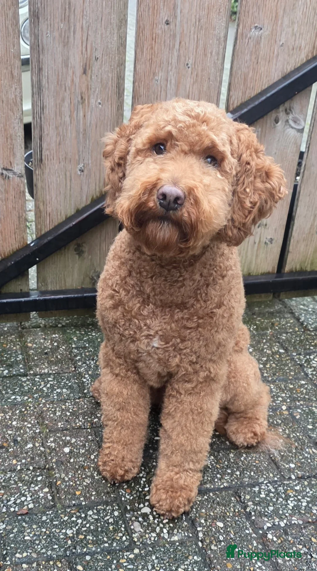 Labradoodle honden te koop: Labradoodle pups  - Advertentie 2