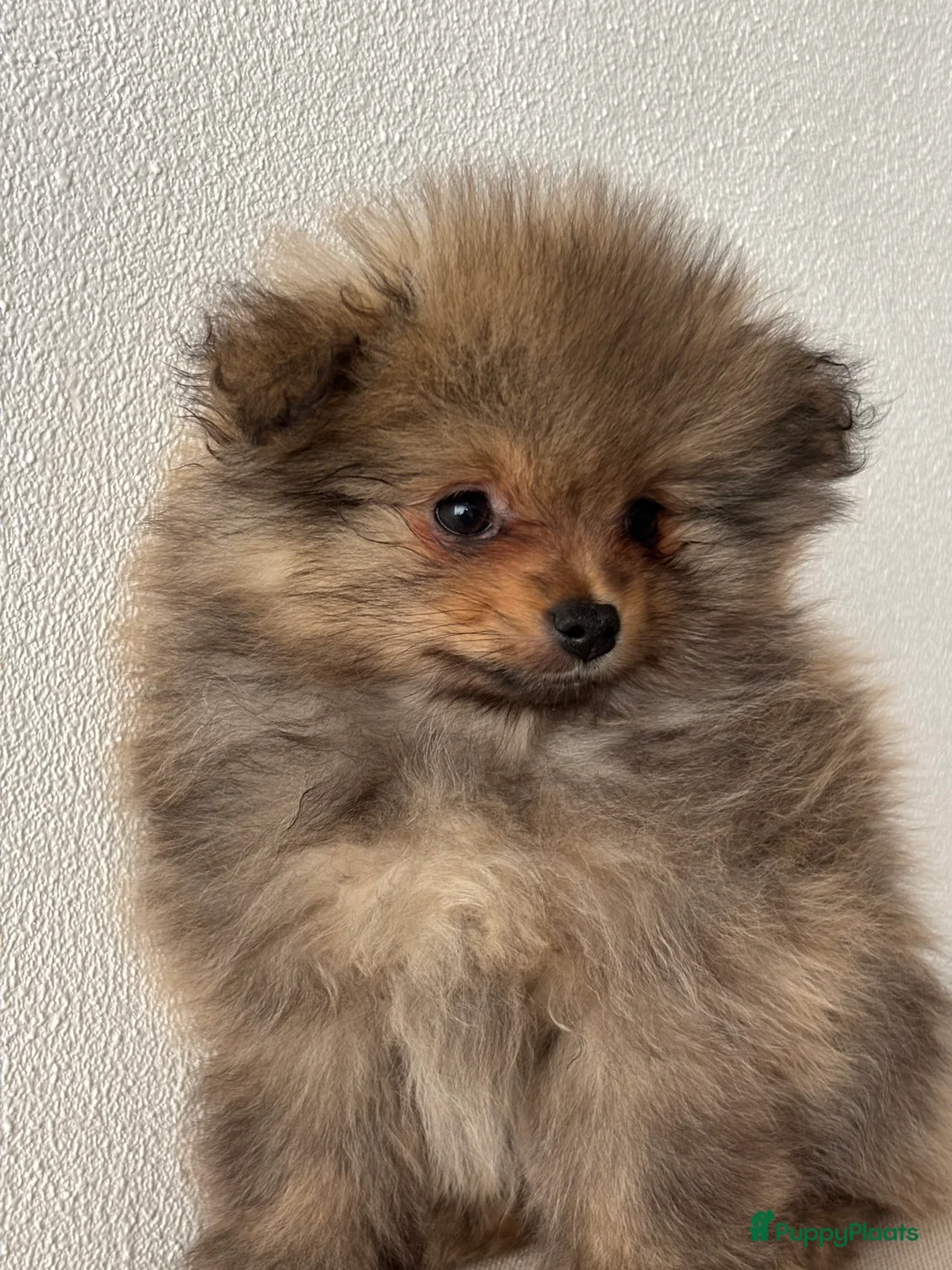 Pomeriaan honden te koop: 2 pomeriaan reutjes te koop - Advertentie 3