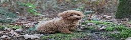 Poedel Toy honden te koop: 🐩 Coco, Nuno & Zizou – Klein maar Bijzonder! ❤️ - Advertentie 6