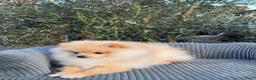 Pomeriaan honden te koop: Prachtig klein Pomeriaan puppy  - Advertentie 2