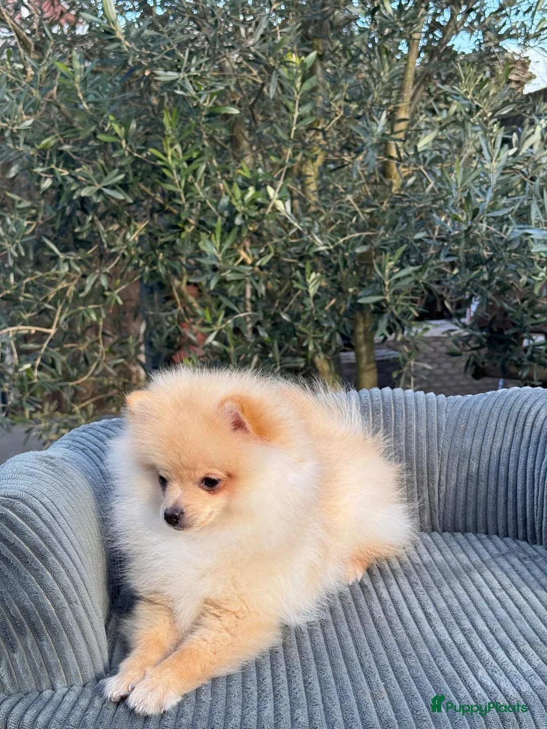 Pomeriaan honden te koop: Prachtig klein Pomeriaan puppy  - Advertentie 2