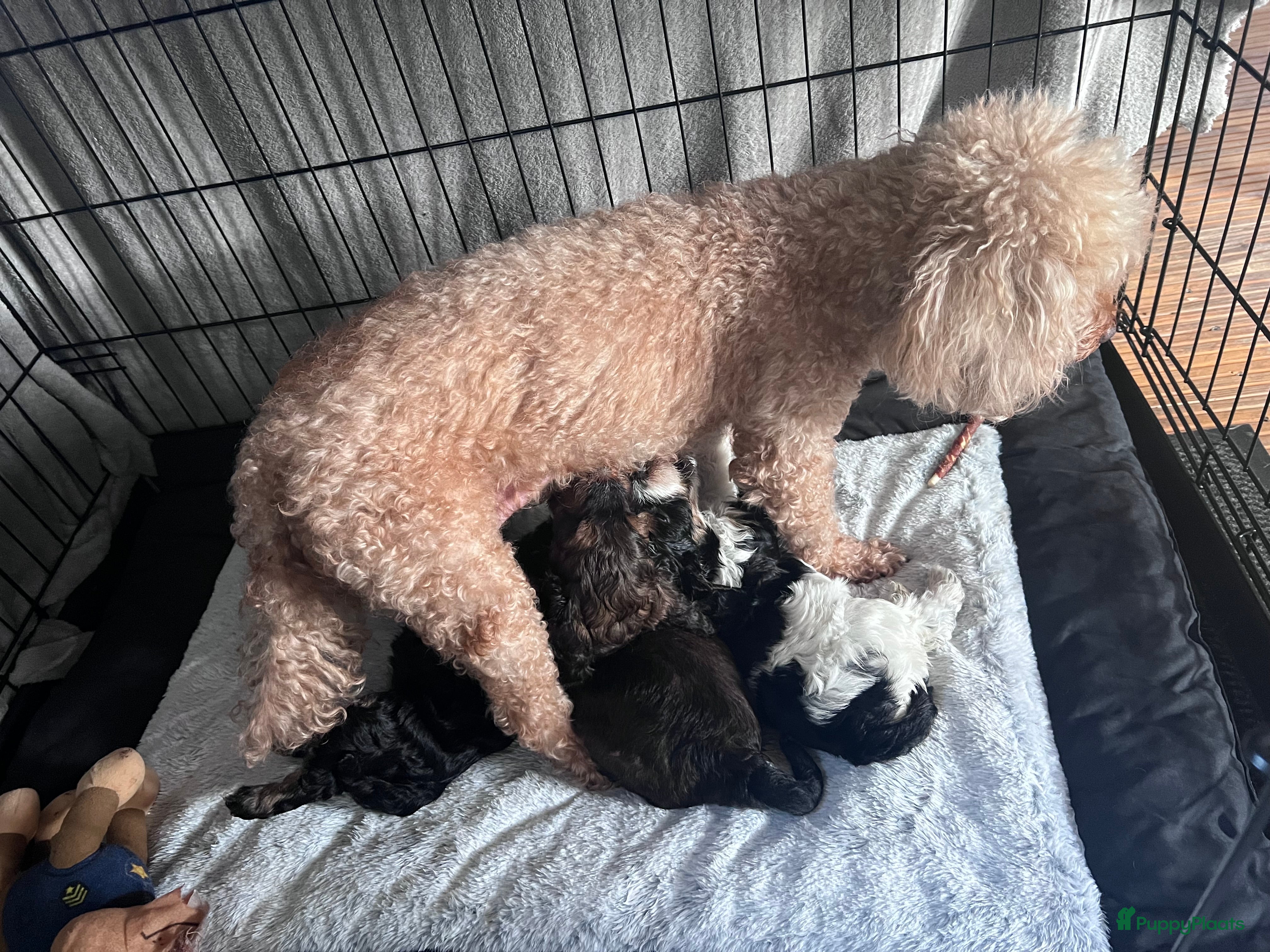 Cockapoo honden Cockapoo’s zoeken een gouden mandje  - Advertentie 1