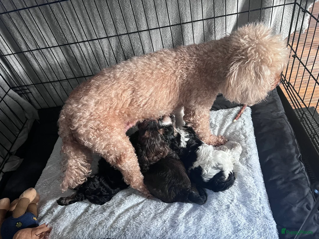 Cockapoo honden te koop: Cockapoo’s zoeken een gouden mandje  in Kerkdriel - Advertentie 1