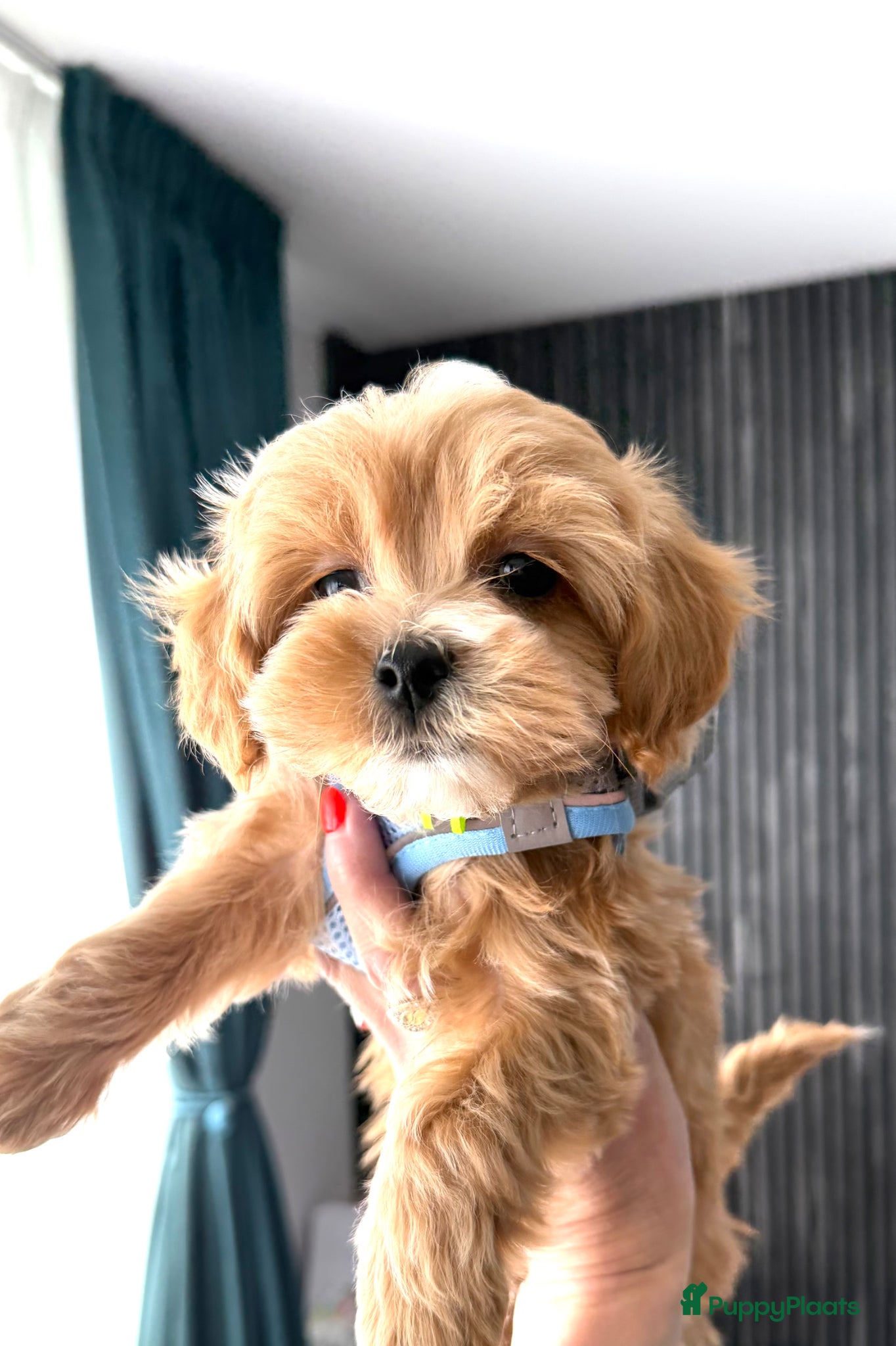 Maltipoo honden Prachtige mini MALTIPOO  pups mogen bijna verhuize - Advertentie 4