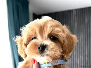 Maltipoo honden Prachtige mini MALTIPOO pups mogen bijna verhuize - Advertentie 4