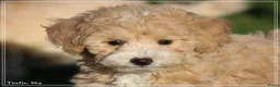 Maltipoo honden te koop: Knappe Maltipoo pups. - Advertentie 25