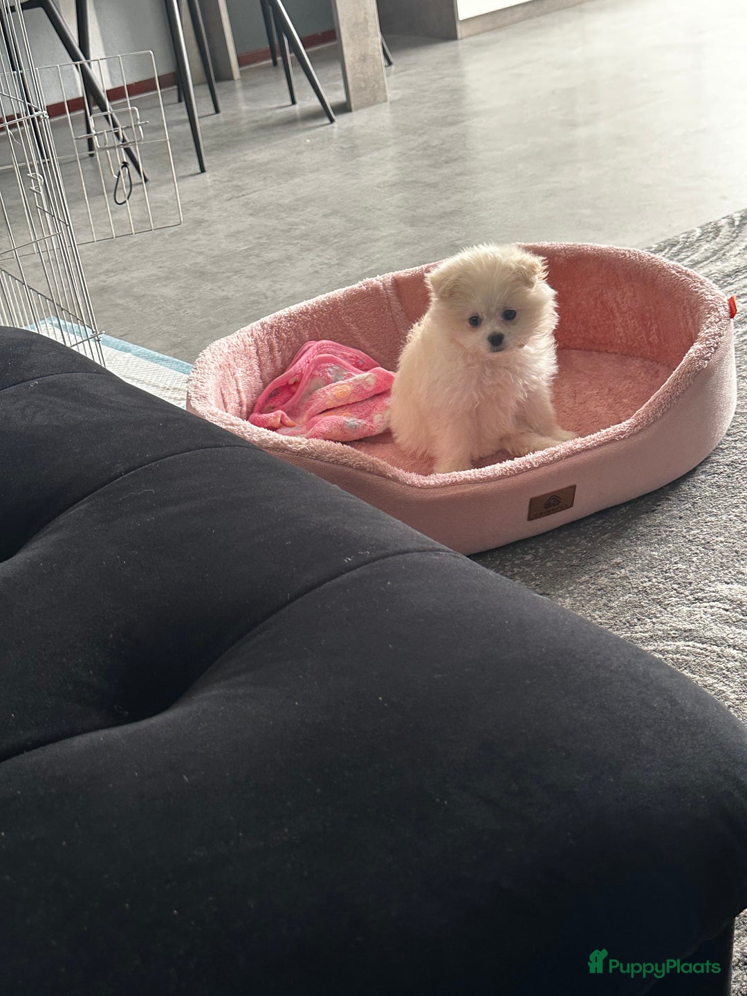 Nederlandse Schapendoes honden te koop: Boomer/pomeranian breed  - Afbeelding 1