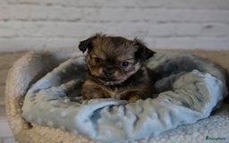 Chihuahua honden te koop: Chihuahua langhaar pupjes - Afbeelding 4
