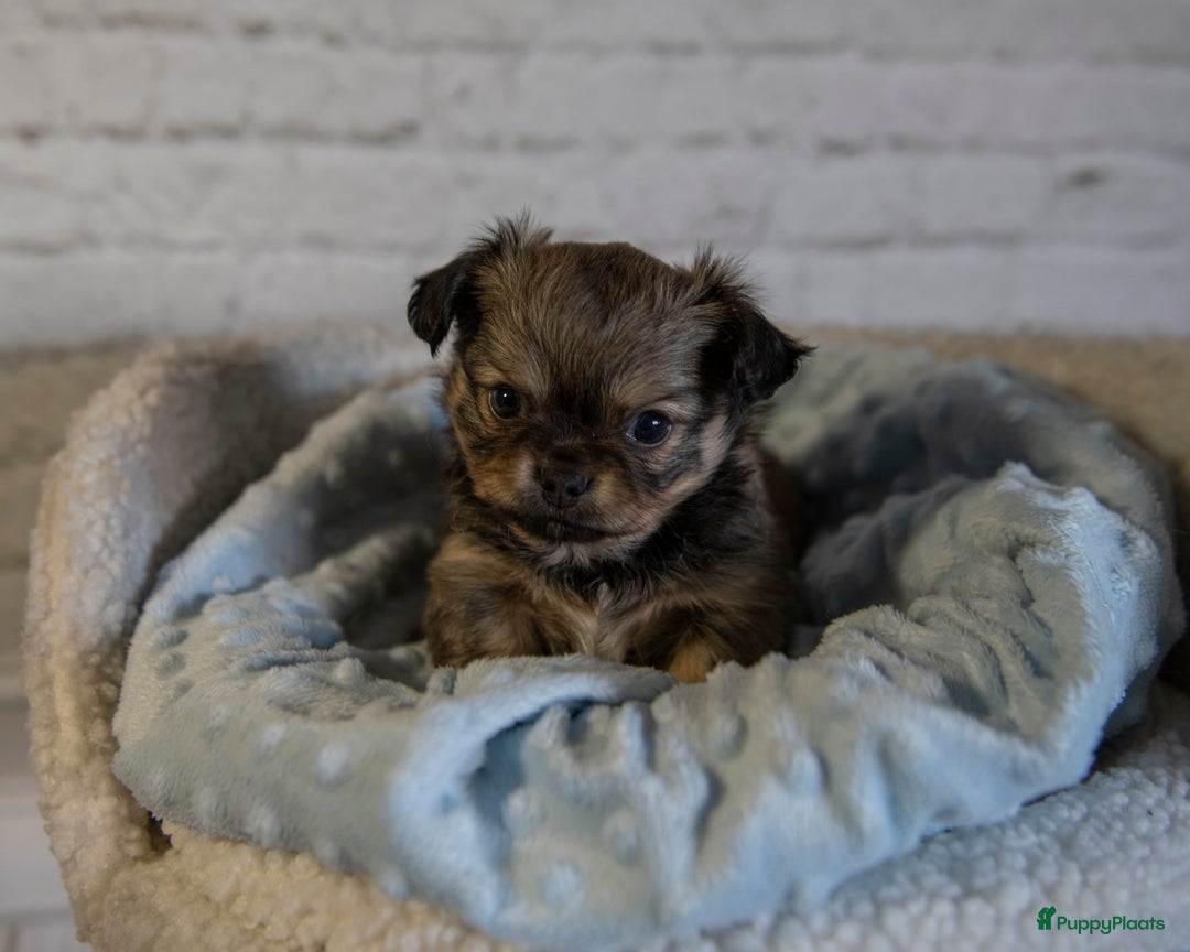Chihuahua honden te koop: Chihuahua langhaar pupjes - Afbeelding 4