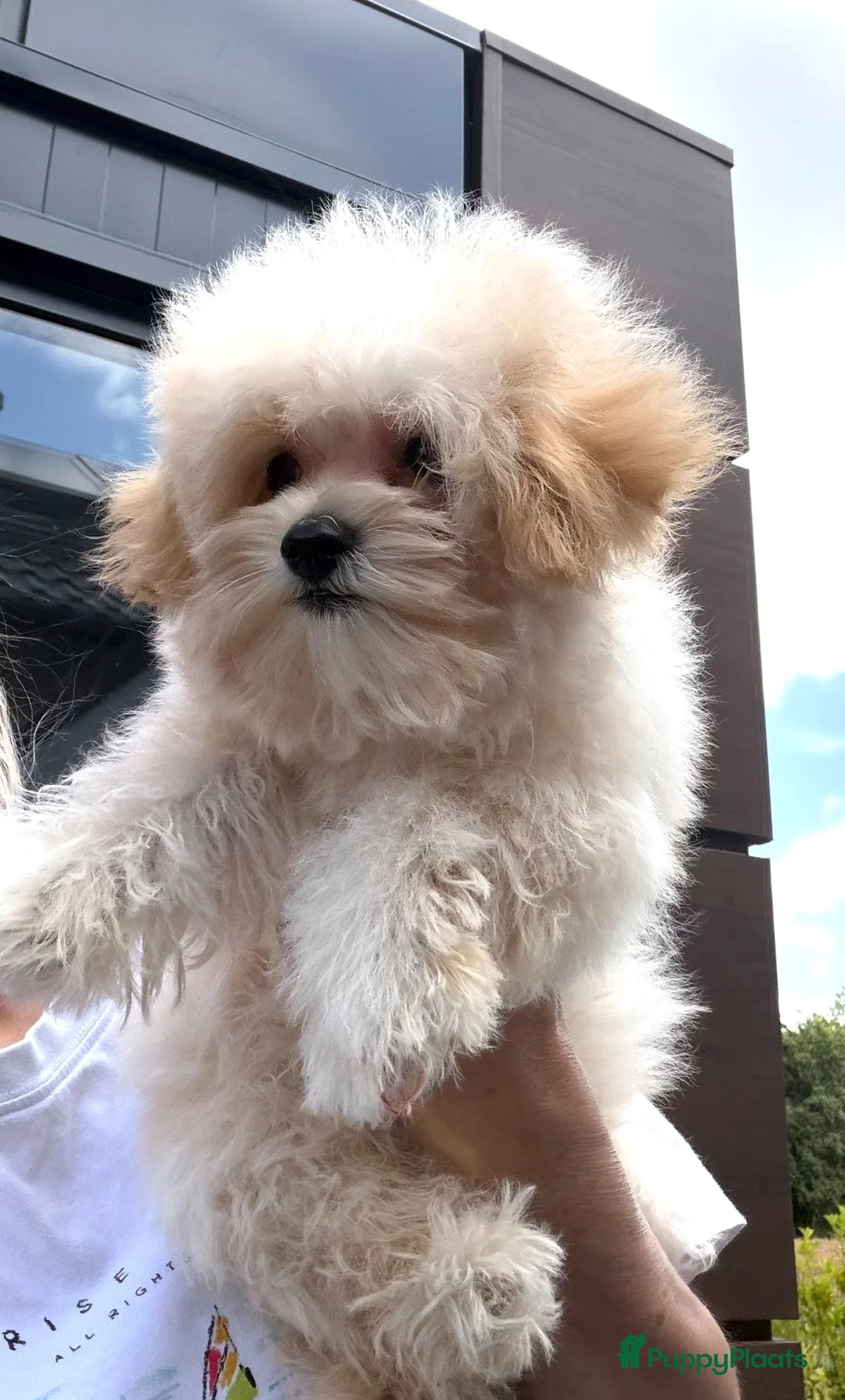 Maltipoo honden te koop: Mini maltipoo teefjes puber - Advertentie 2