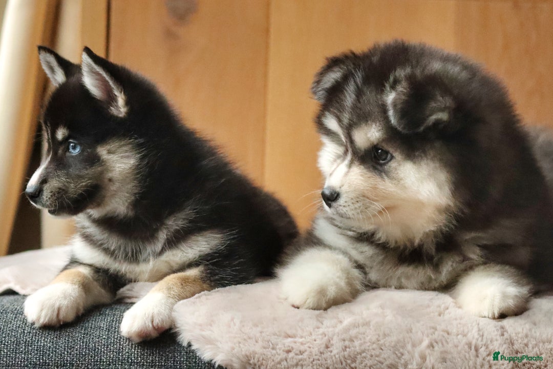 Pomsky honden te koop: Schitterende Pomsky pups  - Advertentie 6