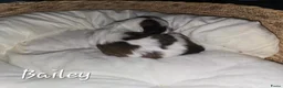 Kruising honden te koop: Boomer pups 💙❤️(Shih-Tzu x Boomer) - Advertentie 32