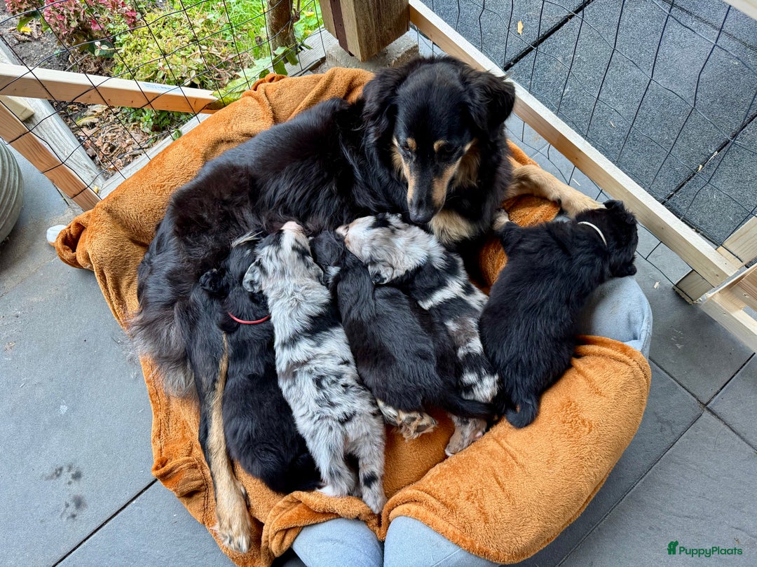 Australian Shepherd honden te koop: Prachtig en gezond nestje Australian Shepherds  - Advertentie 12