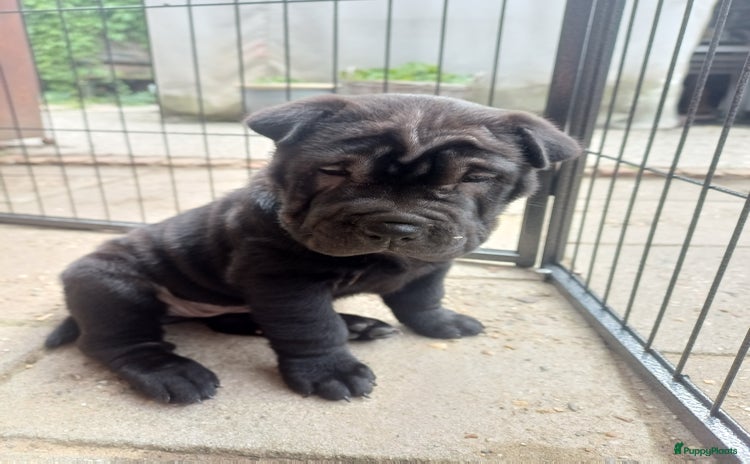 Shar Pei honden - Advertentie 13